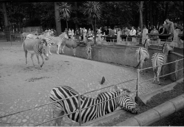 Návštěva ZOO v Berlíně 1936   Berlín,zoo