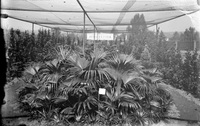 botanická zahrada výstava, podzim Josef Fetter  botanická zahrada,výstava,Tábor
