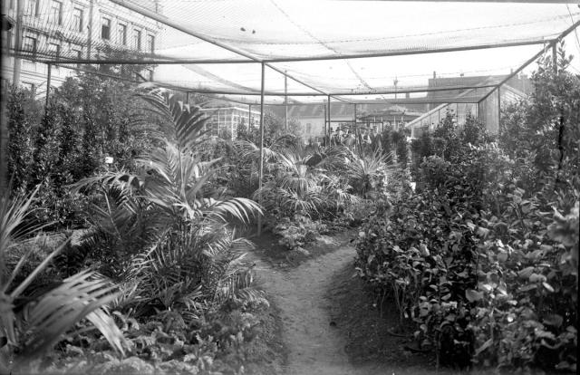 botanická zahrada výstava květiny pod sítí 2x   botanická zahrada,výstava,Tábor