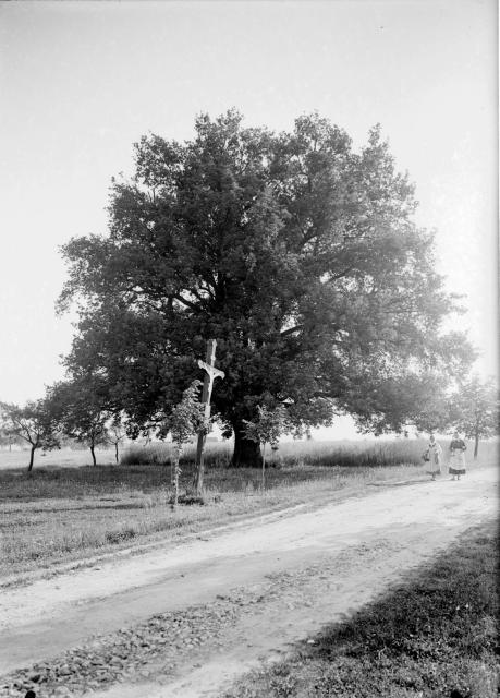 Dub v Turovci v roce 1925