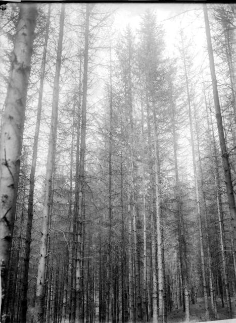 16. - lesní kultura 17. 5.  Partie z loňského Kášovického ohniska v borském revíru, malá skupina smrků stojí... les 