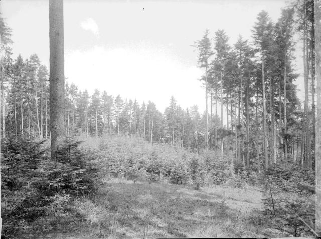 2. - lesní kultura  Tmavá seč v Žlábku v Kameném směrem k Radimovským polím les 