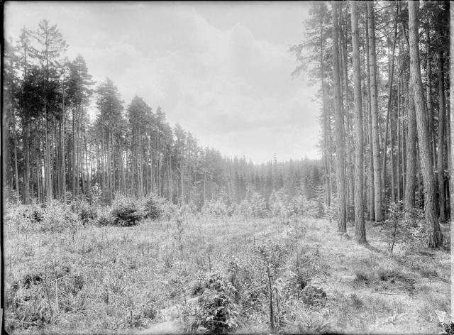 lesní oddělení Kamenný pohled od Blažkova lesa k Vavrovskému rybníku   les