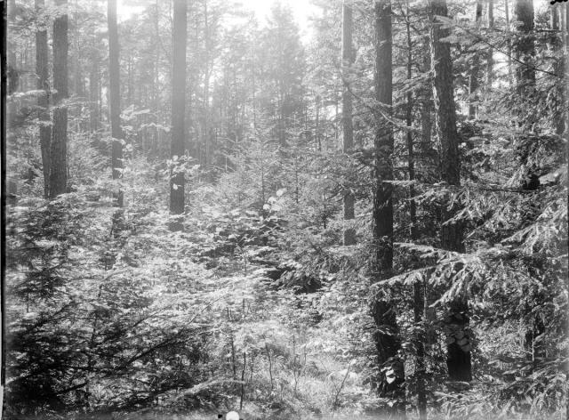 lesní kultura   les