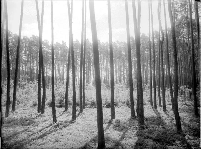 kruhová seč v lese Skobě   les