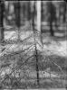 mniška, vrškování mladých housenek z hladu na smrkovém podrostu v oblasti revíru tábora les Radimovsko