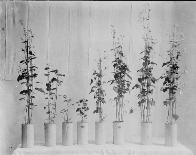 interiéry Farského v botanice   interier,rostlina,