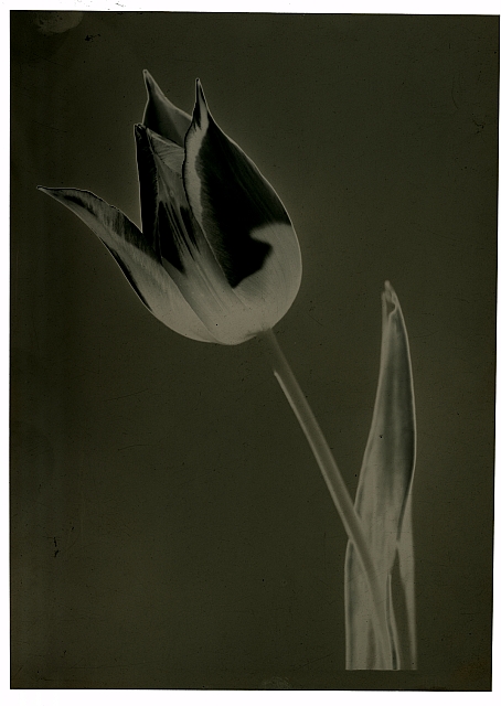 Solarizace, tulipán  Na obálce: Akt Atelier 12x16 (cenzored) (sedící) Potrtét Atel Akt ve vaně Akt s ... solarizace