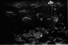 Návštěva akvária v Berlíně při olympiádě 1936 (in Czech), keywords: ryba, akvárium, Berlín, Olympijské hry, nacismus