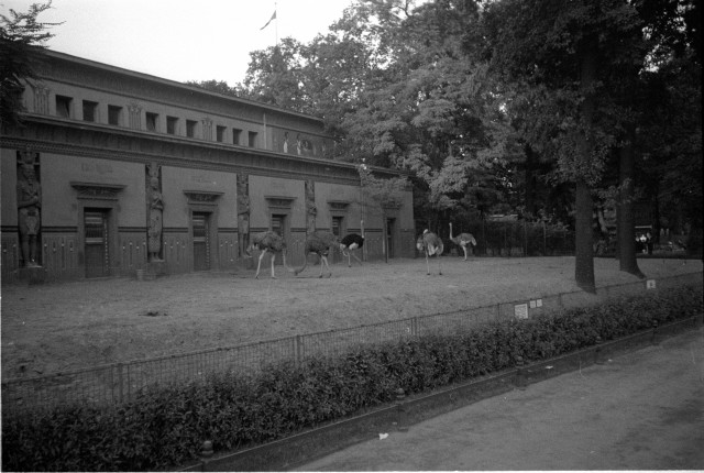 Návštěva ZOO v Berlíně 1936,pštros (in Czech), keywords: Německo, Berlín, zoo  Německo, Berlín, zoo