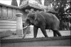 Návštěva ZOO v Berlíně 1936,slon (in Czech), keywords: Německo, Berlín, zoo