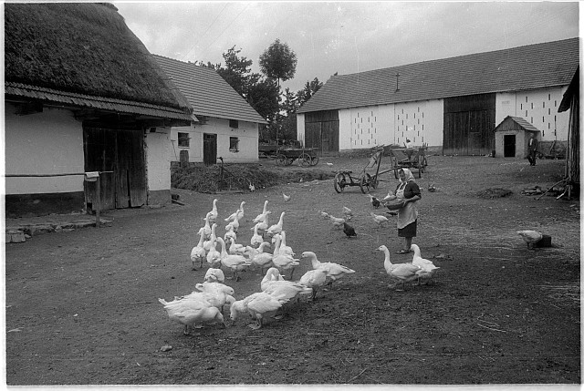 vajíčkárna (in Czech), keywords: husa, village, drůbež, zemědělství  husa, village, drůbež, zemědělství