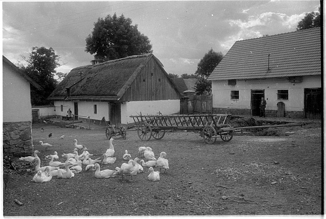 vajíčkárna (in Czech), keywords: husa, village, drůbež, zemědělství  husa, village, drůbež, zemědělství