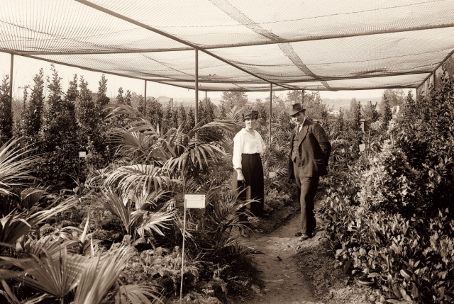 Display of decorative plants at the 1920 Exhibition