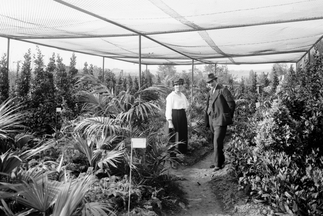 Display of decorative plants at the 1920 Exhibition