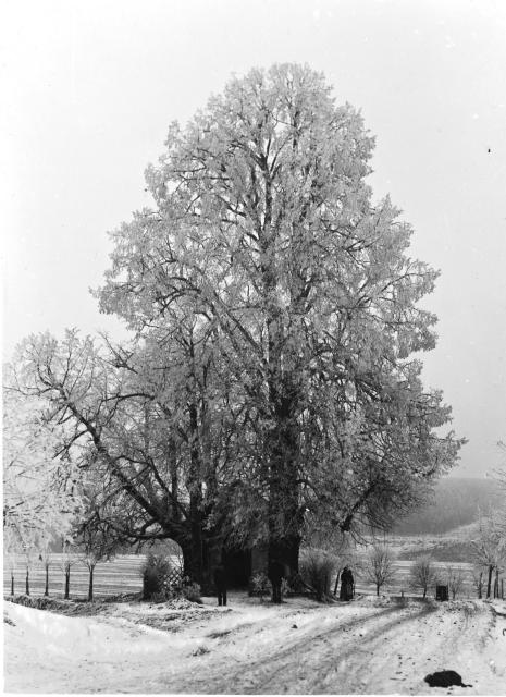 Zasněžený strom (in Czech), keywords: winter, tree, landscape  winter, tree, landscape