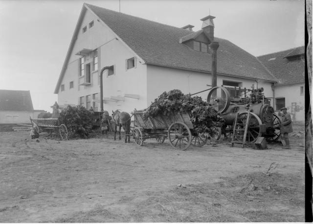 Making silage from sunflowers, 1928. Making silage from sunflowers.  The forage harvester is powered by a “Locomobile... field, school, zemědělská, výroba
