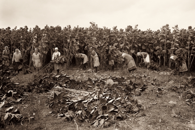 Sunflower harvest, to be made into silage, 1928.