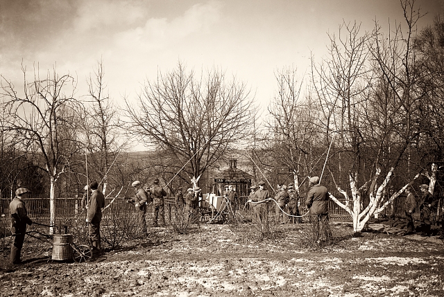Spraying fruit trees with wheelbarrow sprayers, 1928.