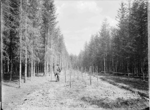 26.- lesní kultura 17.5. (in Czech), keywords: forest  forest