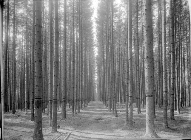 18. - lesní kultura (in Czech), keywords: forest (Czech) Partie z Kobylí hlavy pohled dovnitř porostu, t. zv. Slepá alej forest