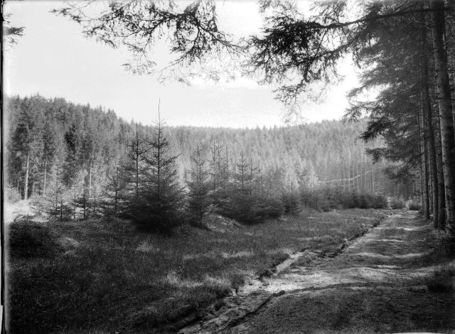 12. - lesní kultura (in Czech), keywords: forest (Czech) Partie z Kášovické cesty na Bor forest