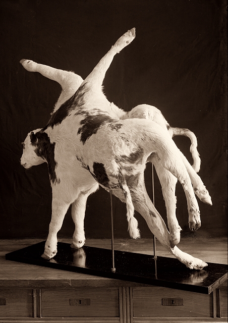 Eight-legged calf, 1930. 