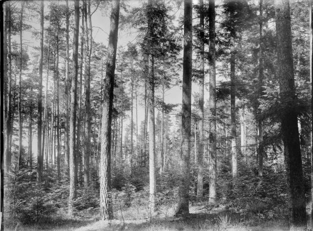 lesní kultura (in Czech), keywords: forest  forest
