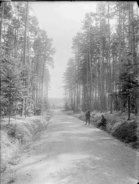 lesní silnice v Kameném (in Czech), keywords: forest  forest