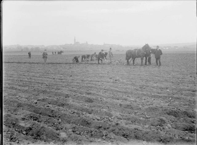Planting potatoes, 1920s The machine in the foreground is hilling the soil; the people behind are plantin... zemědělství, field, sklizeň, horse