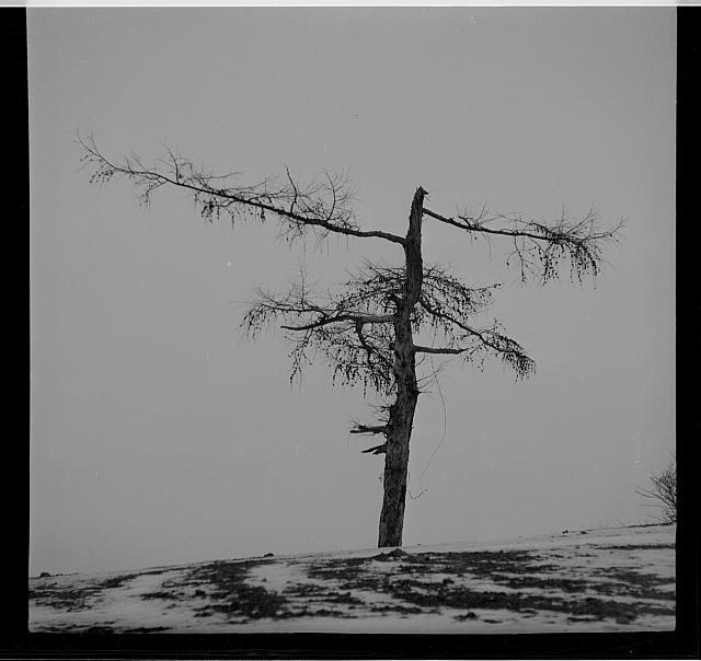 zima u Svaté Anny (in Czech), keywords: Svatá Anna, winter, tree  Svatá Anna, winter, tree