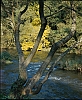 strom u řeky (in Czech), keywords: portrait